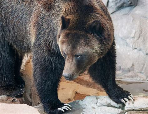 A Portrait Of A Grizzly Bear Head And Claws By Derrick Neill Grizzly