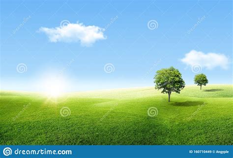 Alone Green Tree With Grass Natural Meadow Field And Little Hill With