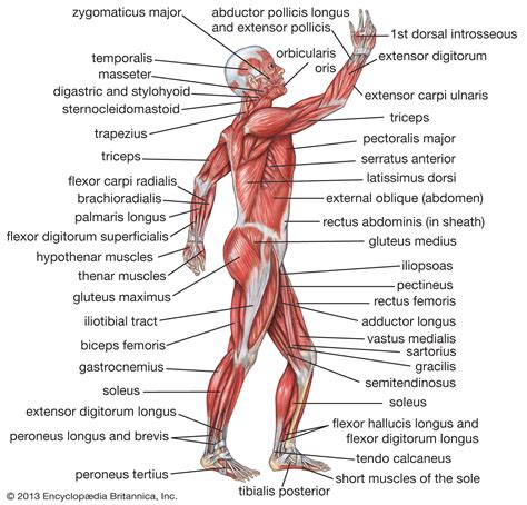 Human Muscle System Functions Diagram And Facts Britannica