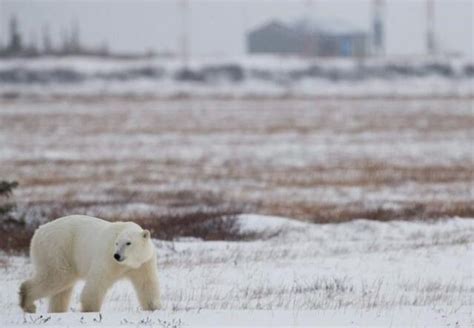 Polar Bear Kills Woman Boy In Remote Alaska Village World News