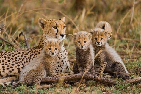 10 Wonderful Wildlife In Tanzania To Spot On Your Safari