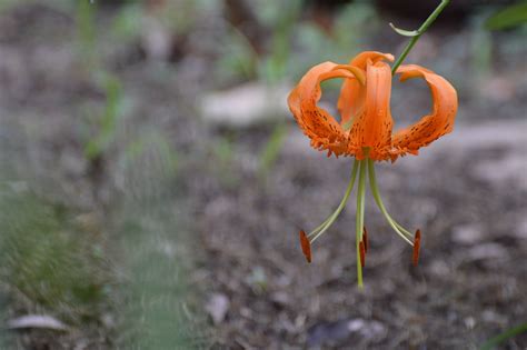 Tiger Lily Flower Free Photo On Pixabay
