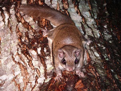 Southern Flying Squirrel Glaucomys Volans Wildlife Journal Junior