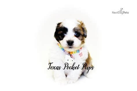 See more ideas about yorkie, yorkie poo, yorkie poo for sale. Kingston: Shih Tzu puppy for sale near Houston, Texas ...