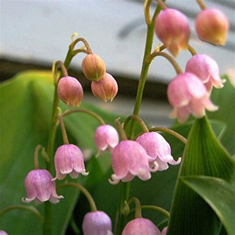 Buy And Grow Pink Lily Of The Valley A Perennial Spring Flower
