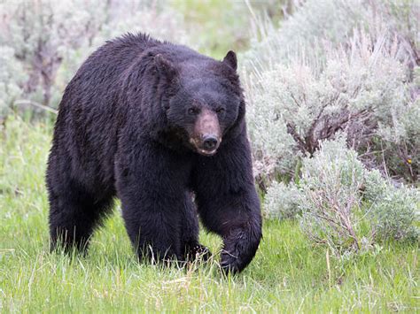 amerikansk svartbjörn fotografier fotografier bilder och bildbanksfoton istock