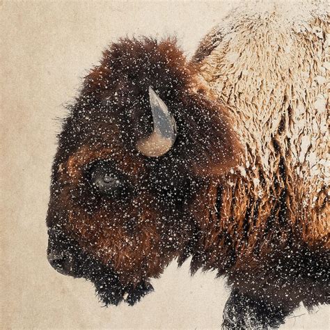 Buffalo Wall Art Framed Art Buffalo Print Bison Etsy