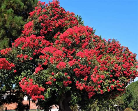 Red Flowering Eucalyptus Santa Barbara Beautiful Street Trees