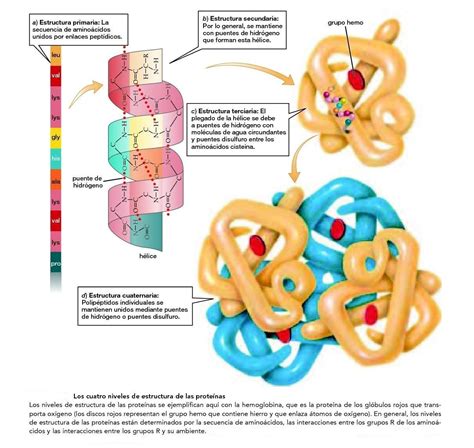 La Estructura Secundaria De Las Proteinas Se Estabiliza Mediante 2020