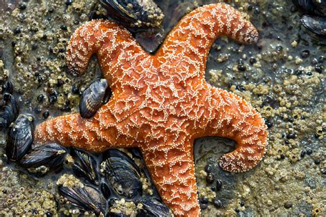 Purple And Orange Ochre Sea Stars Pisaster Ochraceus Mystery Disease