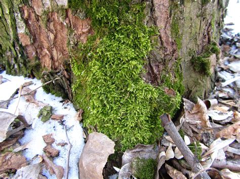 Nature Moss 4k Ultra Hd Wallpaper By Vergilius