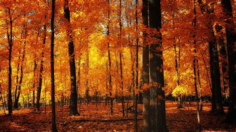 Orange Forest Autumn Nature Wallpapers 1920x1080 Download