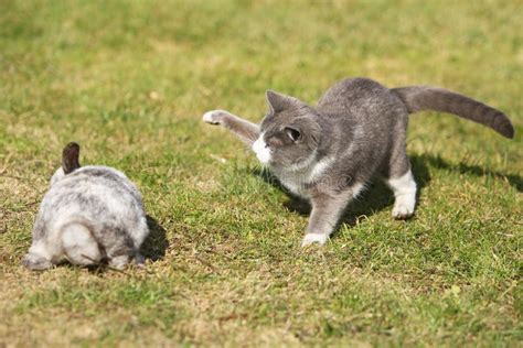Cat Playing With A Rabbit Stock Photo Image Of Domestic 8909812