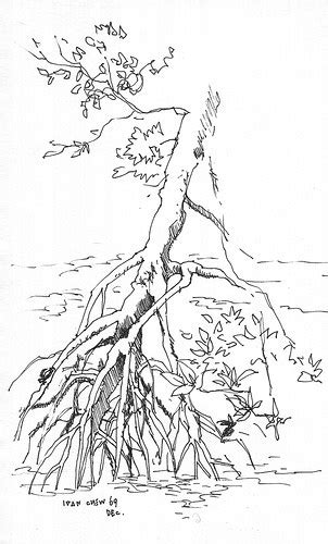 Mangrove Tree Drawing Getdrawings Sketch Coloring Page The Best