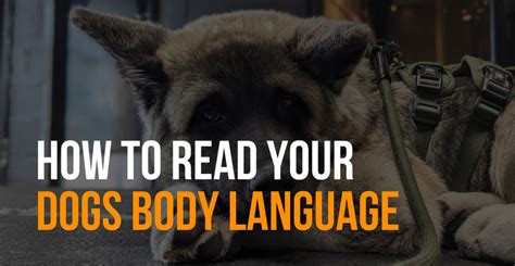 How To Read Your Dogs Body Language Fenrir Canine Leaders