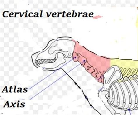 Symptoms Of A Pinched Nerve In A Dogs Neck Pethelpful