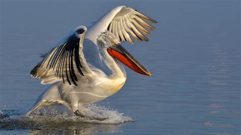Pelican Symbolism Dreams And Messages Spirit Animal Totems