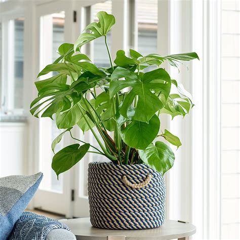 I've read tutorials by way of a google search, but i don't understand exactly where i am. Split-Leaf Philodendron | Plants, Hanging plants, Plant decor
