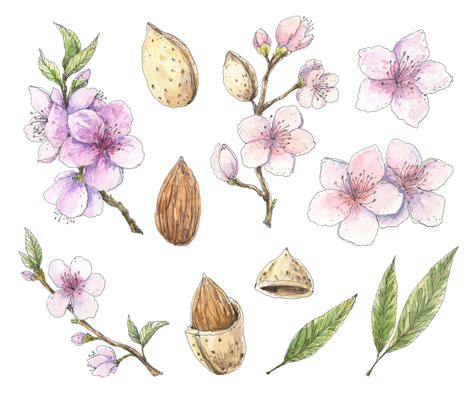Blooming Almond Watercolor Set By Olyamore Thehungryjpeg