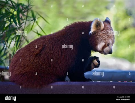 Red Panda Ailurus Fulgens Stock Photo Alamy