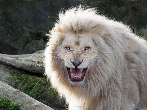 White Lion High Quality Animal Stock Photos ~ Creative Market