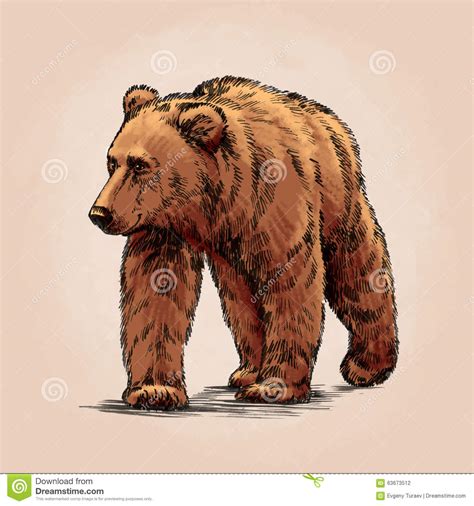 Standing Grizzly Bear Drawings Realistic