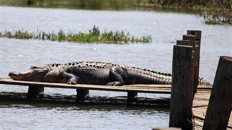 Alligators Spotted At Lake Worth Over Memorial Day Weekend