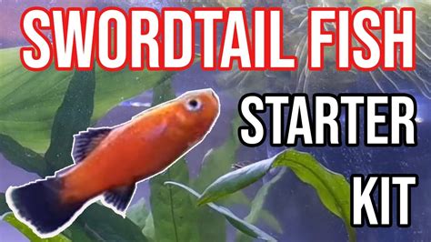 Everything You Need To Know About Swordtail Fish How To Care For