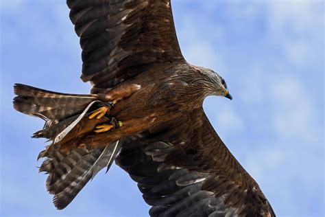 Free Picture Nature Hawk Beak Bird Flight Wild Wildlife Sky