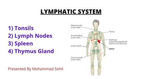 Lymphatic System Tonsils Lymph Nodes Spleen Thymus Functions