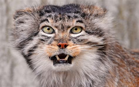 Pallas Cat Wallpapers Fun Animals Wiki Videos Pictures Stories
