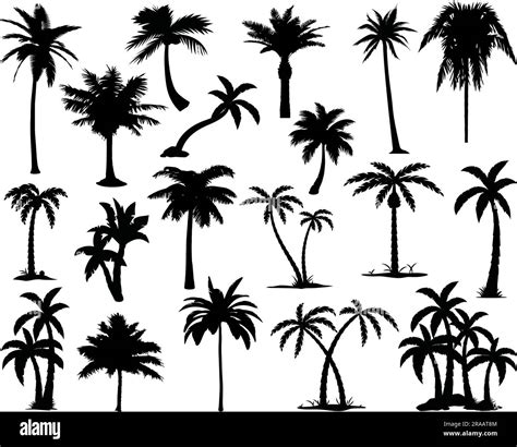 Set of Palm Trees Silhouette Stock Vector Image & Art - Alamy