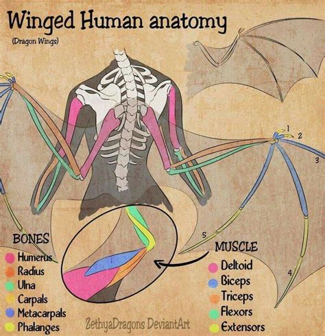Pin By Christopher Rhoden On Anatomy Wings Drawing Wing Anatomy Art