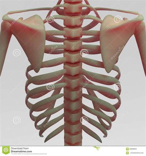 Shutterstock koleksiyonunda hd kalitesinde rib cage diagram temalı stok görseller ve milyonlarca başka telifsiz stok fotoğraf, illüstrasyon ve vektör bulabilirsiniz. Human ribs and clavicle stock illustration. Illustration ...
