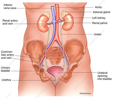 Male Urinary System Diagram Labeled Slide Share