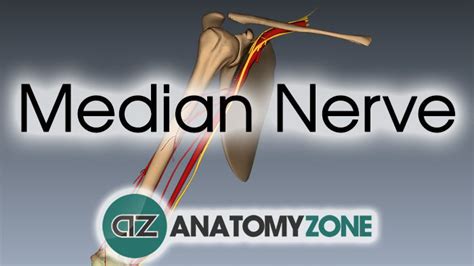 Median Nerve Anatomy Tutorial