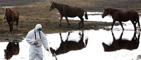 Animals Return To Site Of Chernobyl Nuclear Disaster Bbc Science