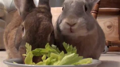 Two Cute Rabbits Eating Vegetables Youtube