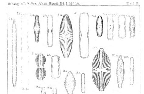 Image Screenshot2017 06 08at84309ampng Species Diatoms Of