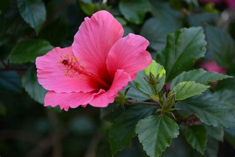 Common types of flowers with pictures. Common Varieties Of Hibiscus: What Are The Different Types ...