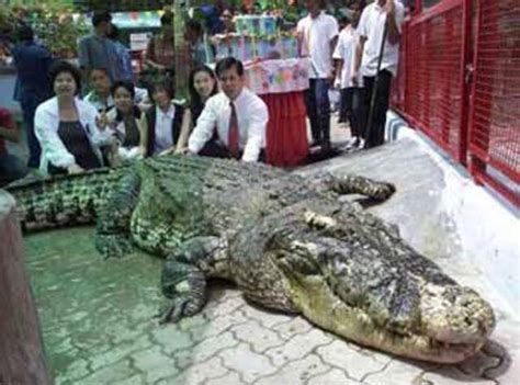 Top 10 Largest Crocodiles Ever Recorded Our Planet