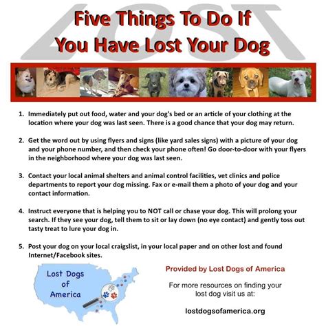 Report A Lost Dog Losing A Dog Losing A Pet Dogs