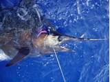 Photos of Deep Sea Fishing Kona Hawaii Reviews