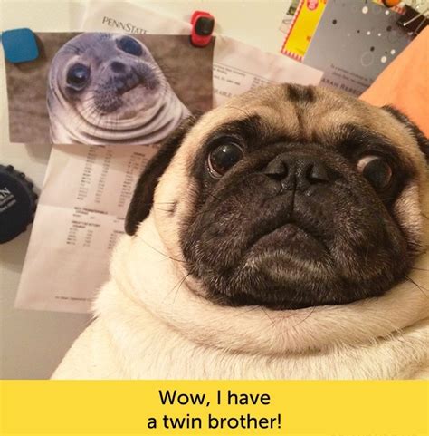 Dogs With Funny Facial Expressions Dogexpress