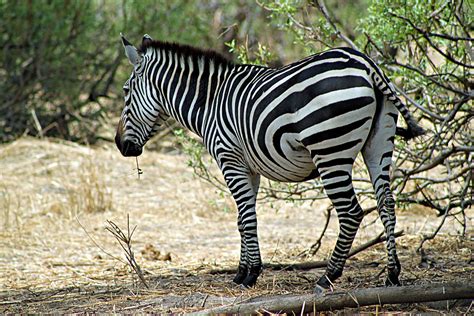 Plains Zebra Equus Quagga Ruaha National Park Iringa Tan Flickr