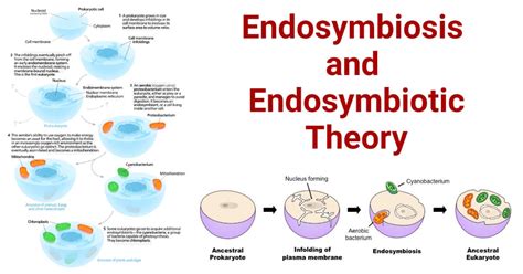 Endosymbiosis Definition Examples Theory Significances