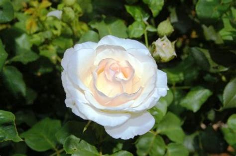 White Rose Gl Brannock Photography