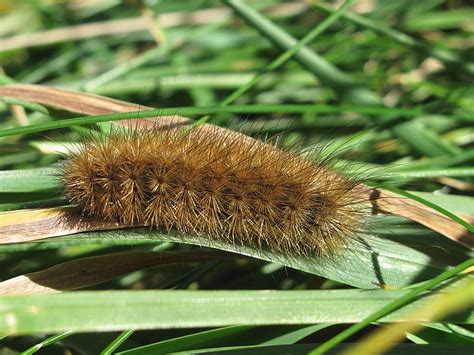 Identifying Hairy Caterpillars Wildlife Insight