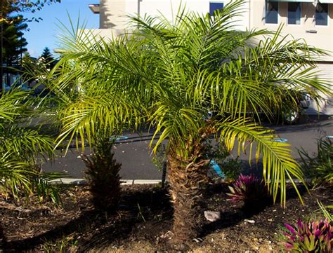 Pygmy Date Palm Guide How To Grow And Care For Phoenix