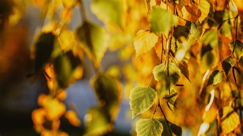 Download Birch Fall Nature Leaf 4k Ultra Hd Wallpaper